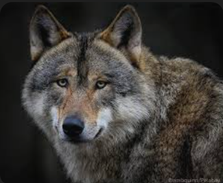 Thrown to the Wolves